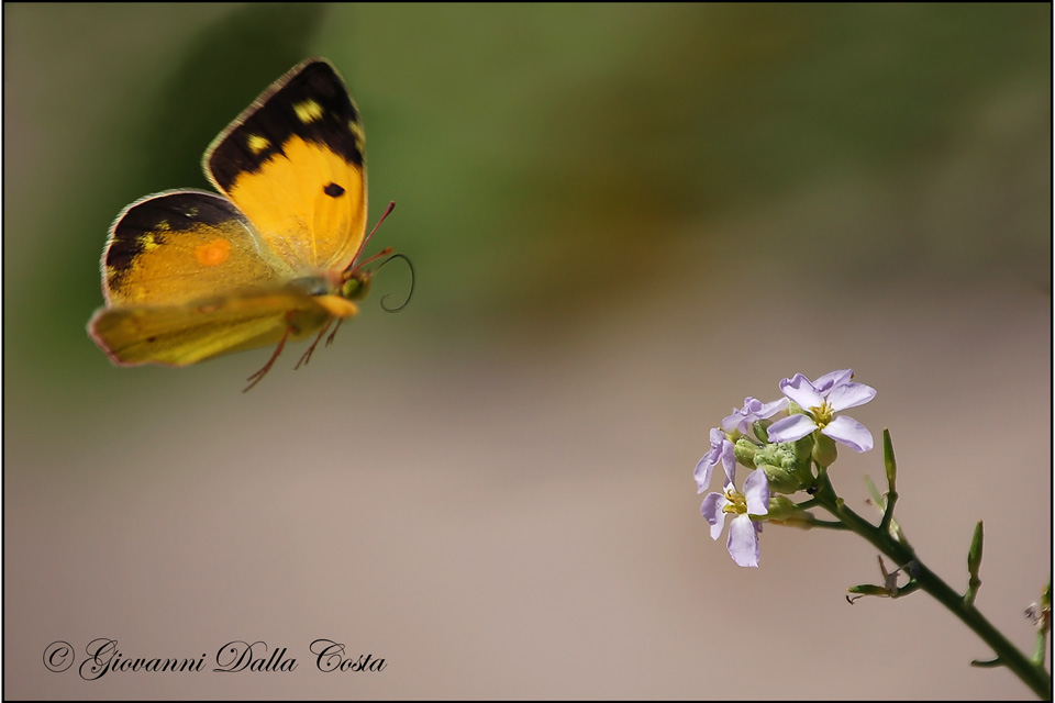 Colias crocea  ( teratologica )